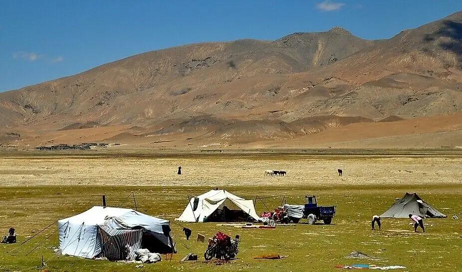 Hartholz Zelthering 30, 40 cm, Beige, Blue, Oliv, Campking - Der Campingprofi