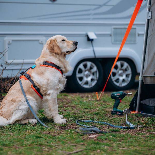 Peggy Peg Dog Peg – Ground Anchor for Pets